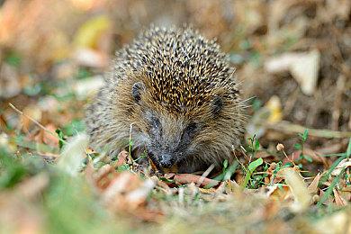 GameInformer杂志346期封面故事为《木卫四协议》